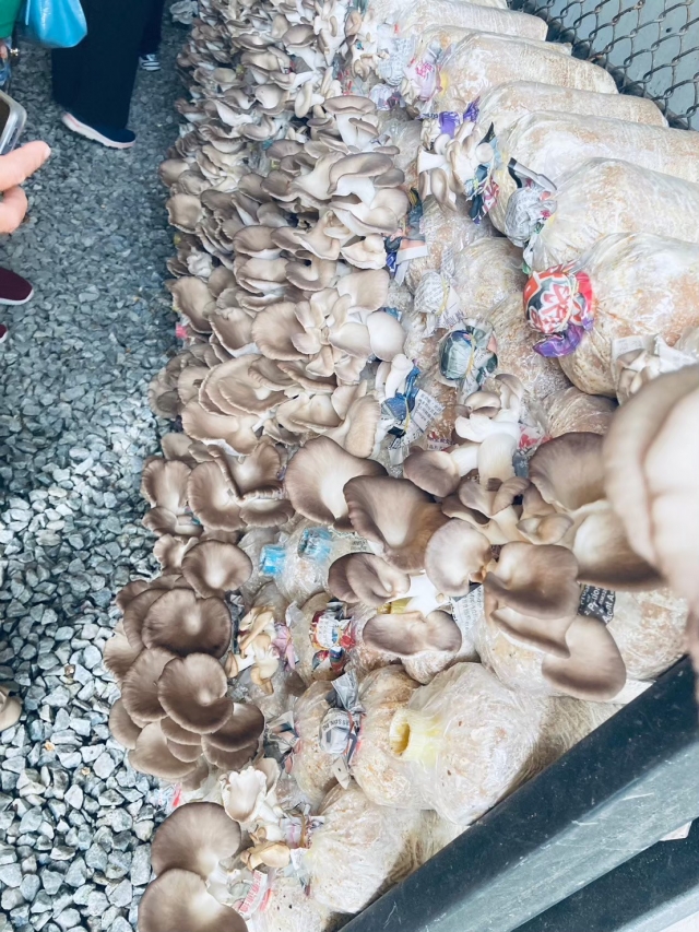โครงการส่งเสิมอาชีพให้กับกลุ่มสตรี แม่บ้าน และประชาชนทั่วไป ประจำปี 2567  ณ.ฟาร์มตัวอย่าง